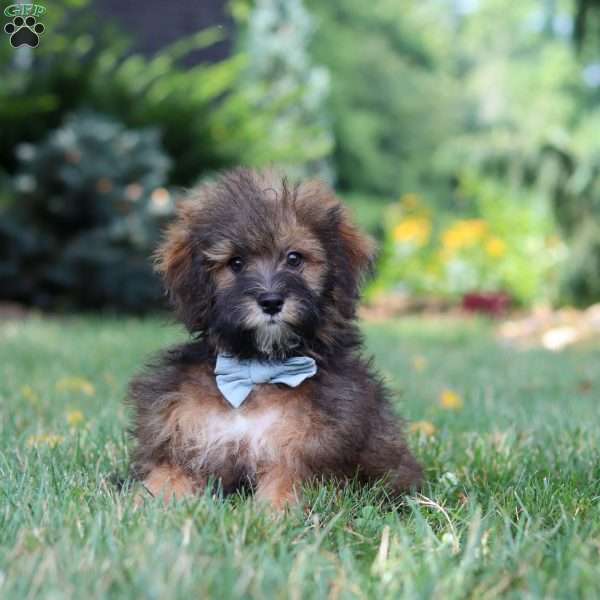 Frankie, Havapoo Puppy